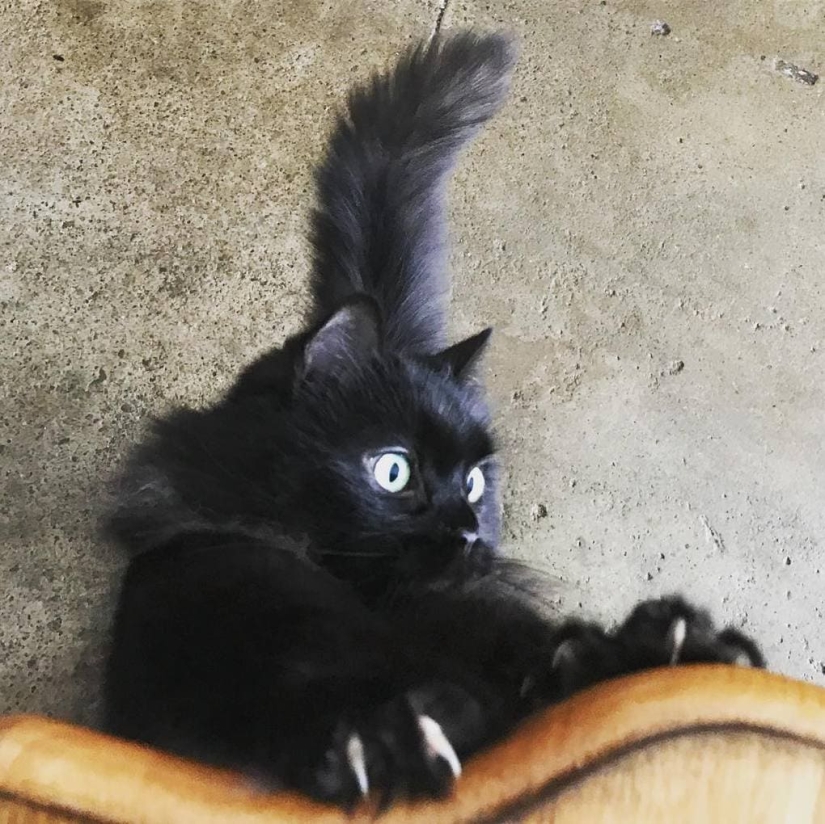 El video con gatos y usuarios: cómo los gatos extrañan a su dueño