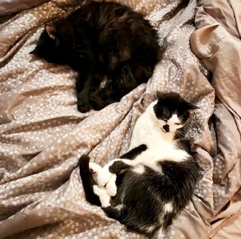 El video con gatos y usuarios: cómo los gatos extrañan a su dueño