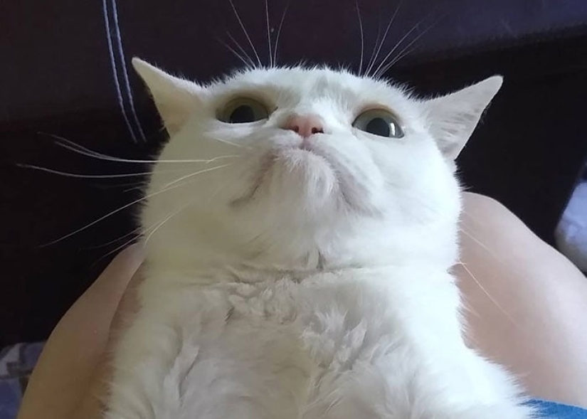 El Widget de gato con un hocico eternamente insatisfecho conquistó la red