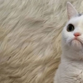 El Widget de gato con un hocico eternamente insatisfecho conquistó la red