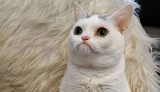 El Widget de gato con un hocico eternamente insatisfecho conquistó la red