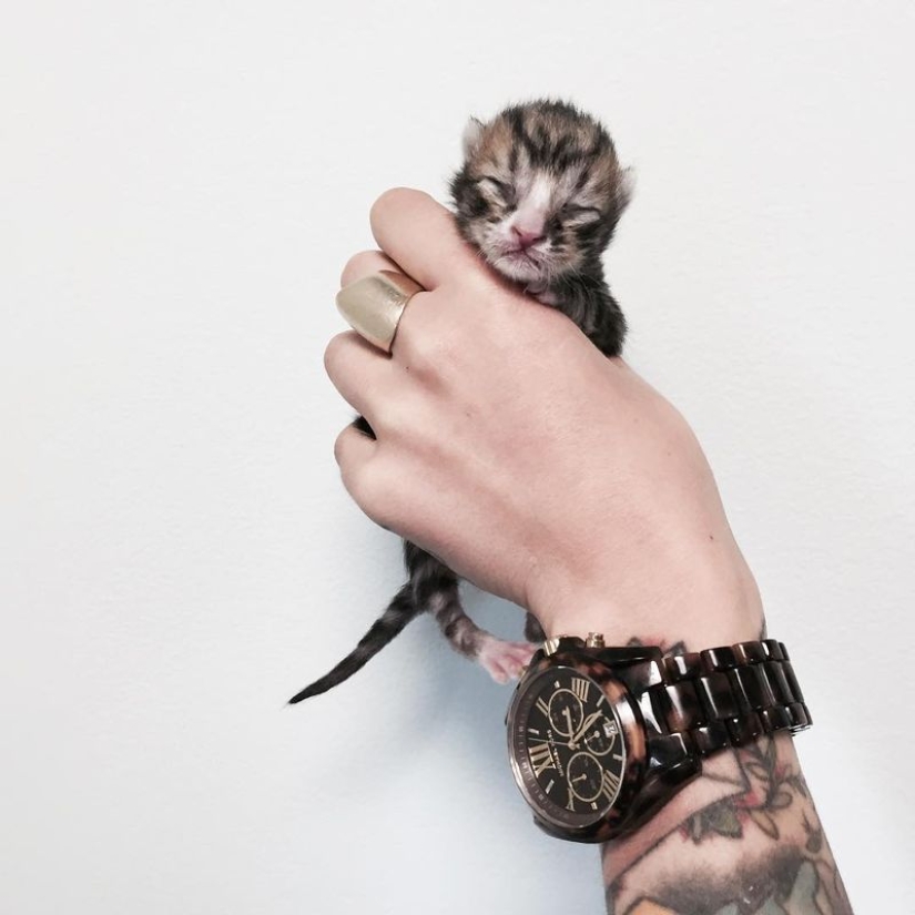 Ella salva gatitos. El trabajo más lindo del mundo