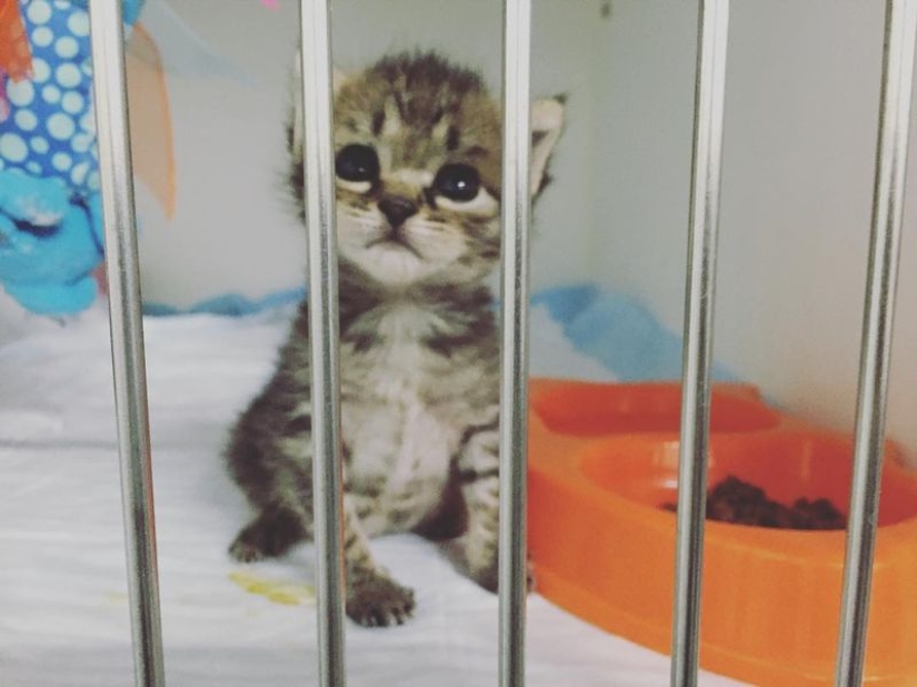 Ella salva gatitos. El trabajo más lindo del mundo