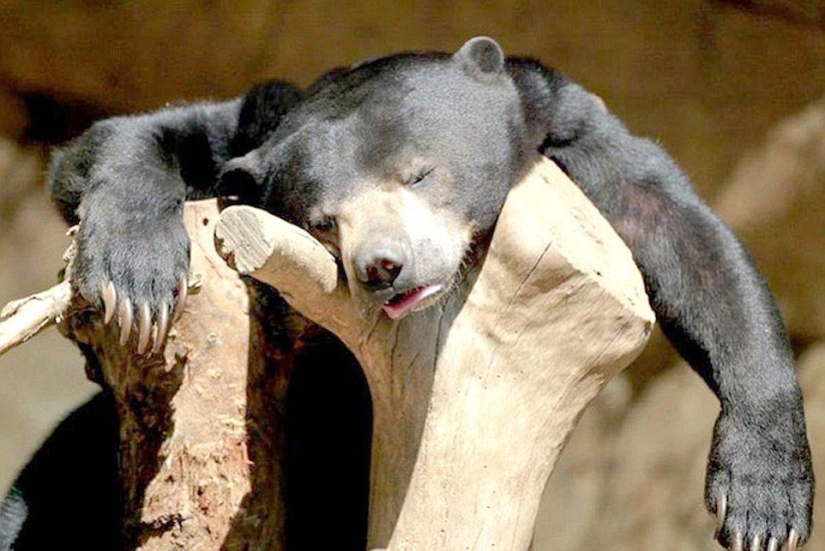 Embriaguez brutal: a cuál de nuestros hermanos menores le gusta tomar el pecho Embriaguez brutal: a cuál de nuestros hermanos menores le gusta tomar el pecho