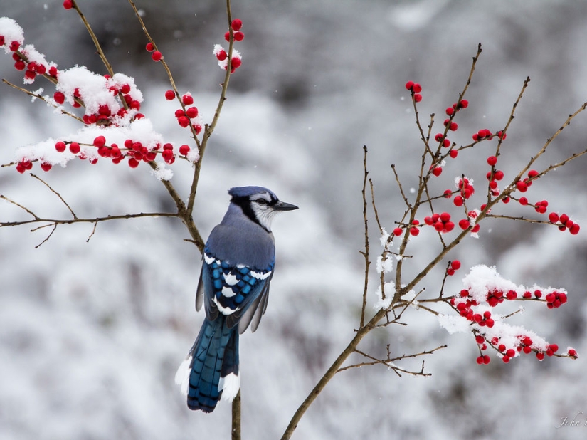 Embriaguez brutal: a cuál de nuestros hermanos menores le gusta tomar el pecho Embriaguez brutal: a cuál de nuestros hermanos menores le gusta tomar el pecho
