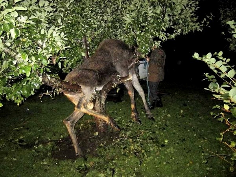 Embriaguez brutal: a cuál de nuestros hermanos menores le gusta tomar el pecho Embriaguez brutal: a cuál de nuestros hermanos menores le gusta tomar el pecho