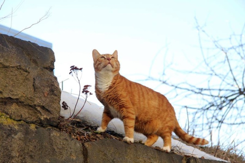 Empleado senior de meow del Castillo de Vyborg: el gato recibió un registro de trabajo Empleado senior de meow del Castillo de Vyborg: el gato recibió un registro de trabajo