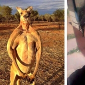 En Australia, un canguro noqueó a un cazador rompiéndole la mandíbula