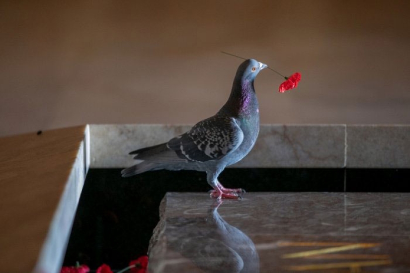 En Australia, un vándalo robó flores de la tumba de un soldado desconocido…