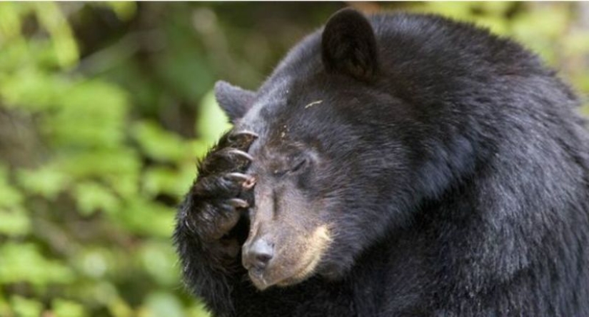 En California, un oso gordo ataca edificios residenciales en busca de comida En California, un oso gordo ataca edificios residenciales en busca de comida
