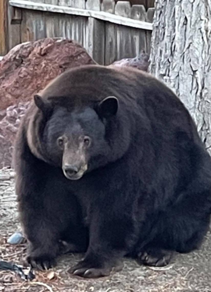 En California, un oso gordo ataca edificios residenciales en busca de comida En California, un oso gordo ataca edificios residenciales en busca de comida