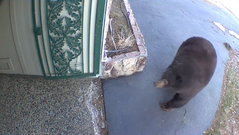 En California, un oso gordo ataca edificios residenciales en busca de comida En California, un oso gordo ataca edificios residenciales en busca de comida