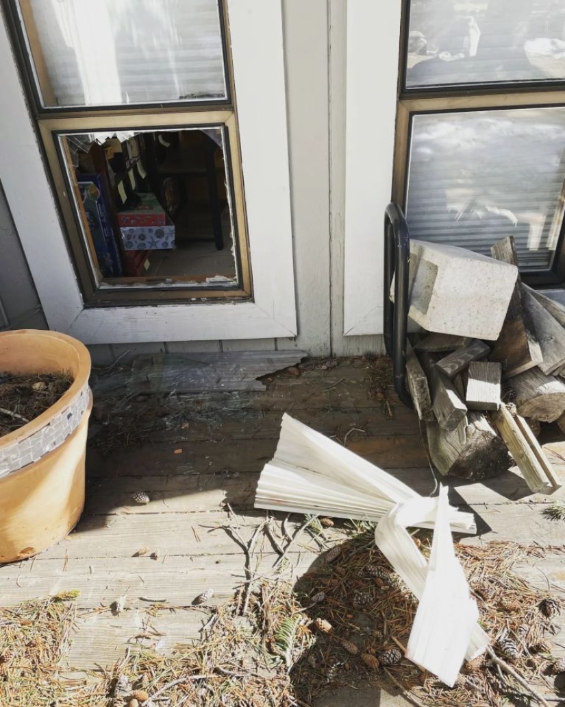 En California, un oso gordo ataca edificios residenciales en busca de comida En California, un oso gordo ataca edificios residenciales en busca de comida
