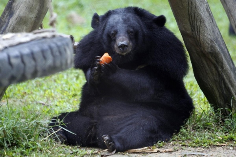 En California, un oso gordo ataca edificios residenciales en busca de comida En California, un oso gordo ataca edificios residenciales en busca de comida