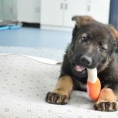 En China, el cachorro del primer perro policía clonado ha comenzado a entrenar