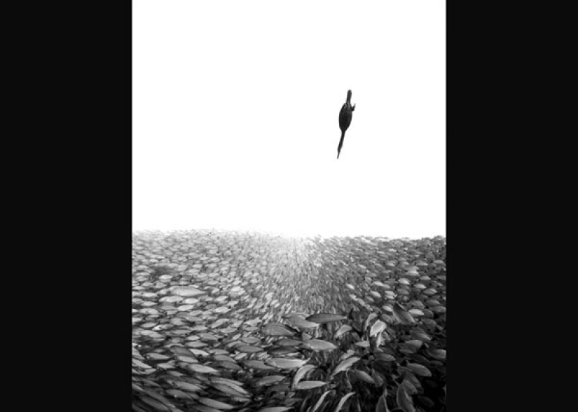 En el Dominio de Neptuno: el Reino Submarino en las fotos del concurso Fotógrafo Submarino del Año 2019