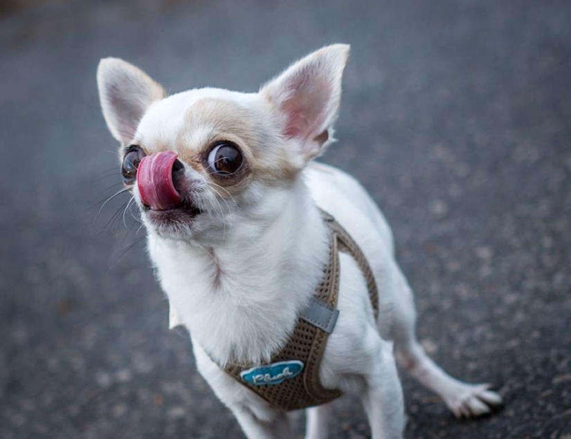 En el mundo de los animales asombrosos.