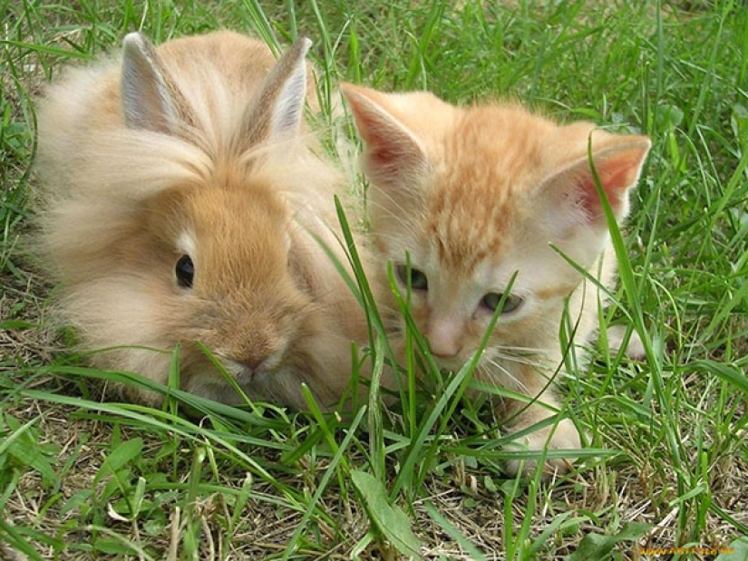 En el mundo de los animales asombrosos.