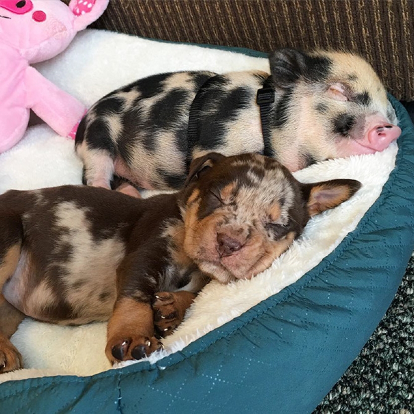 En el mundo de los animales asombrosos.