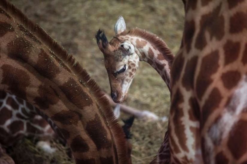 En el mundo de los animales asombrosos.