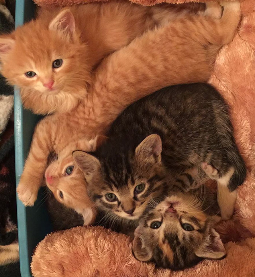 En el santuario de gatos en Hawai, puedes acariciar hasta 500 gatos a la vez