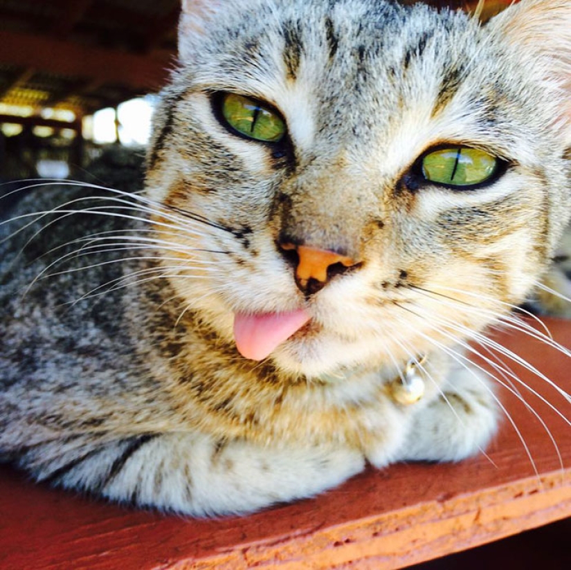 En el santuario de gatos en Hawai, puedes acariciar hasta 500 gatos a la vez