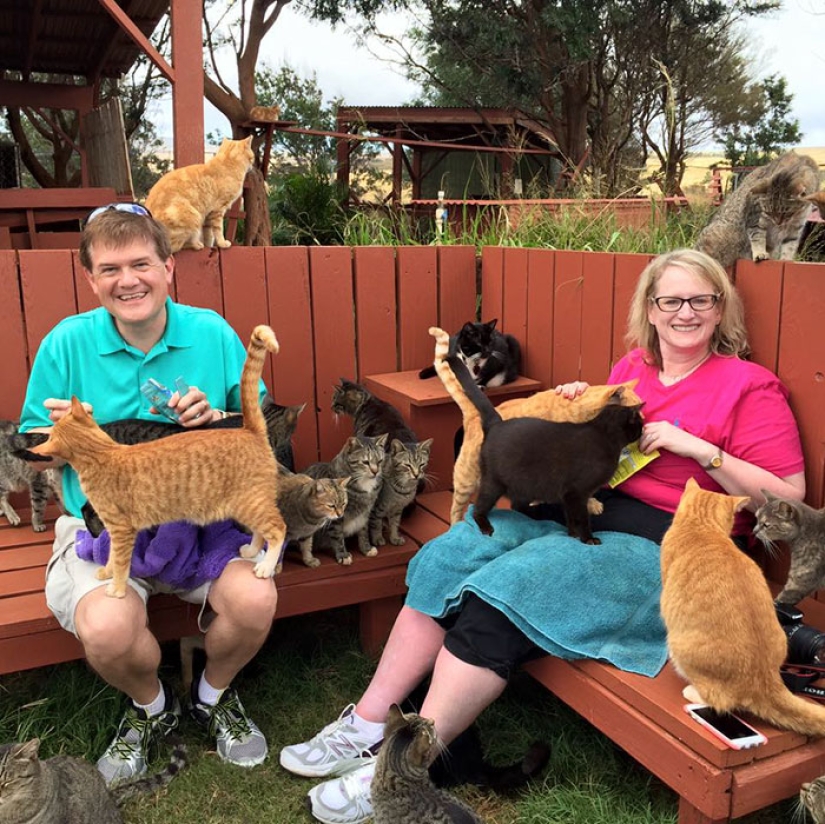 En el santuario de gatos en Hawai, puedes acariciar hasta 500 gatos a la vez