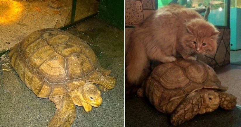 En el zoológico de Irkutsk, las tortugas intentaron escapar, pero fueron traicionadas por un gato guardián