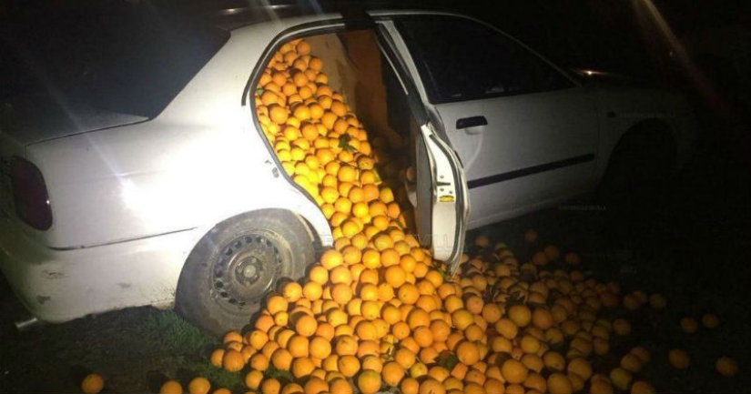 En España, una familia fue arrestada por robar cuatro toneladas de naranjas