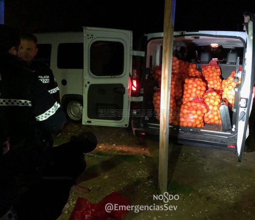 En España, una familia fue arrestada por robar cuatro toneladas de naranjas