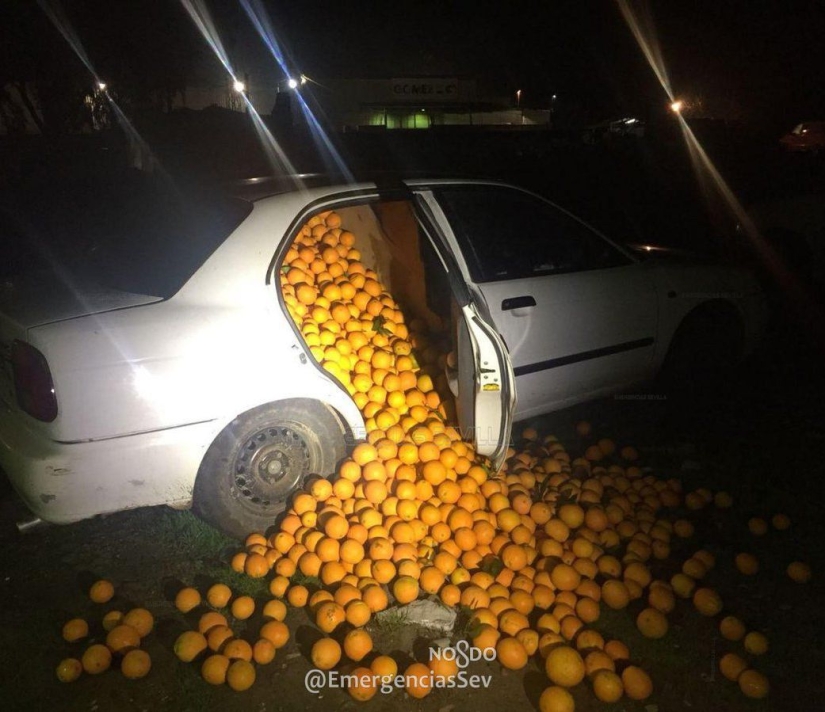 En España, una familia fue arrestada por robar cuatro toneladas de naranjas