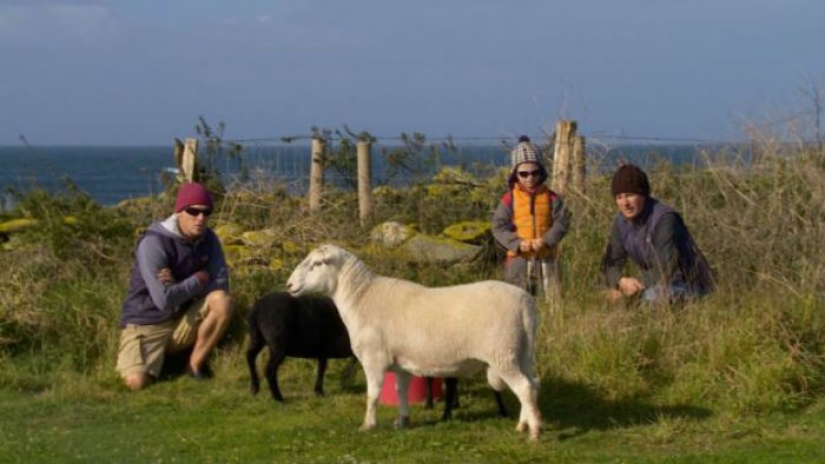 En Francia, buscan introvertidos que vivan en una isla con focas, ovejas y conejos