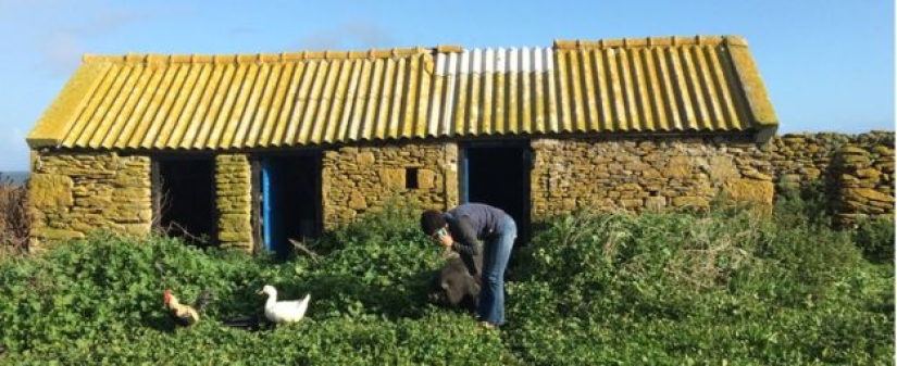 En Francia, buscan introvertidos que vivan en una isla con focas, ovejas y conejos