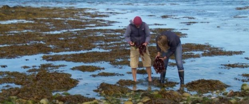 En Francia, buscan introvertidos que vivan en una isla con focas, ovejas y conejos