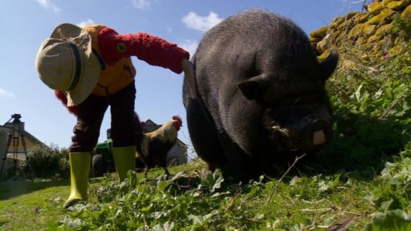 En Francia, buscan introvertidos que vivan en una isla con focas, ovejas y conejos