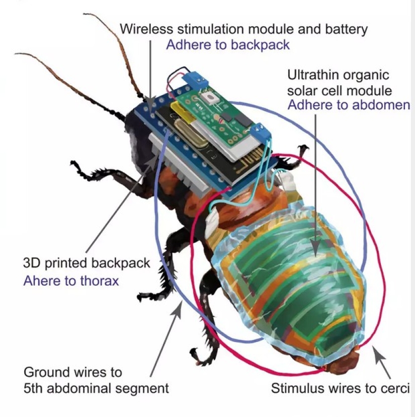 En Japón, se creó una cucaracha cyborg para operaciones de rescate