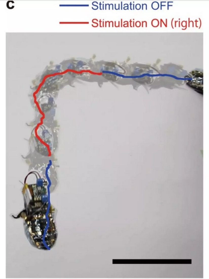 En Japón, se creó una cucaracha cyborg para operaciones de rescate