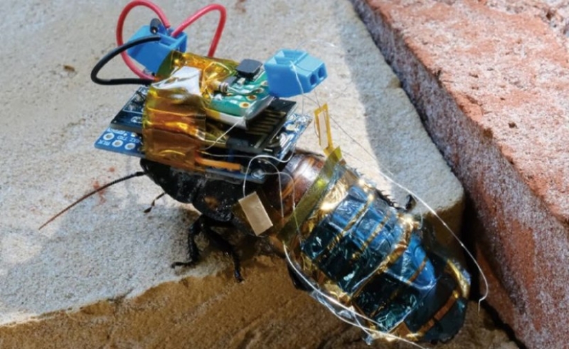 En Japón, se creó una cucaracha cyborg para operaciones de rescate