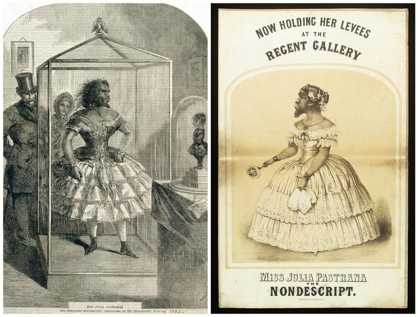 En la cara de un interior terrible y amable: la vida y muerte de una Julia barbuda, una monita de México En la cara de un interior terrible y amable: la vida y muerte de una Julia barbuda, una monita de México