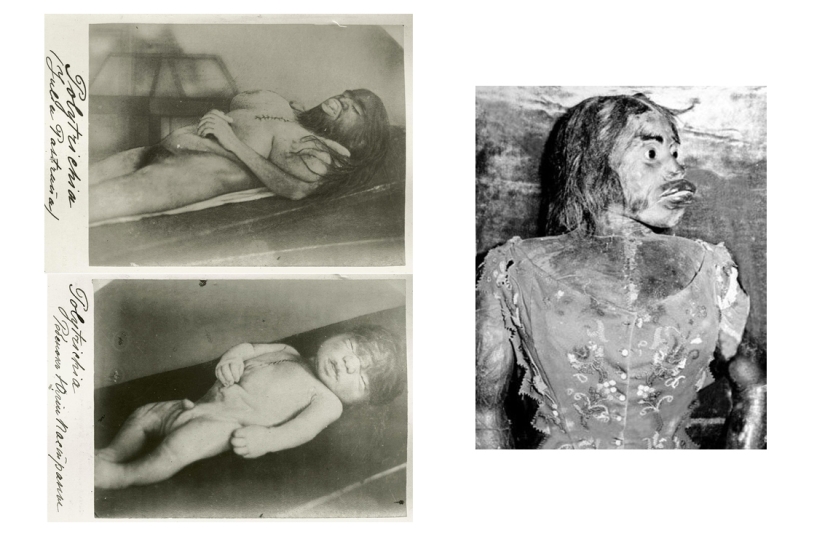 En la cara de un interior terrible y amable: la vida y muerte de una Julia barbuda, una monita de México En la cara de un interior terrible y amable: la vida y muerte de una Julia barbuda, una monita de México