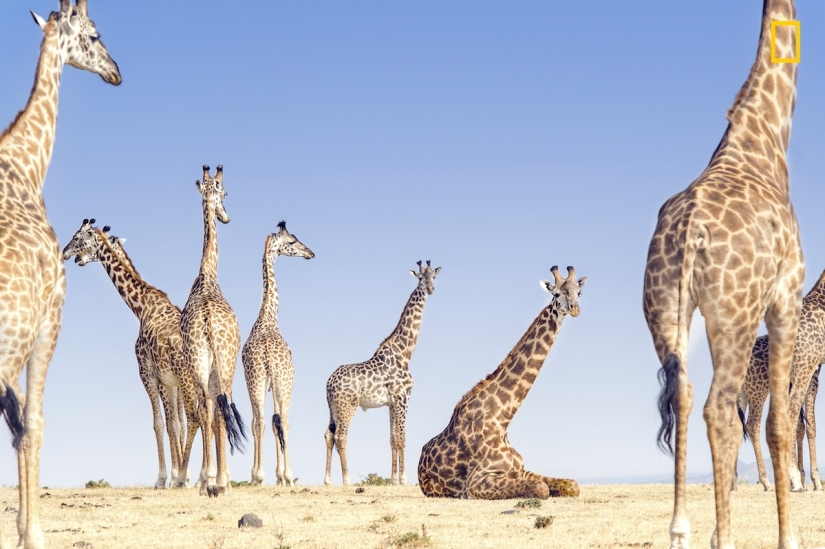 En la lente de la naturaleza: impresionantes imágenes del Concurso de Fotógrafos de Viajes de National Geographic 2018