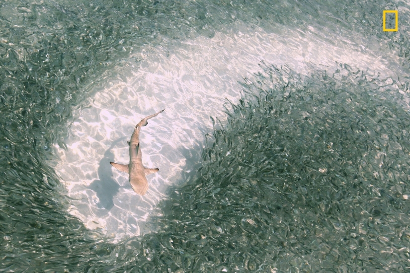 En la lente de la naturaleza: impresionantes imágenes del Concurso de Fotógrafos de Viajes de National Geographic 2018
