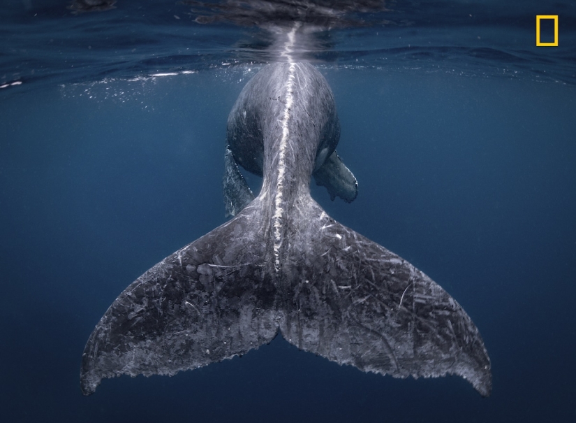 En la lente de la naturaleza: impresionantes imágenes del Concurso de Fotógrafos de Viajes de National Geographic 2018