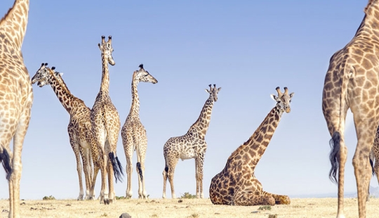 En la lente de la naturaleza: impresionantes imágenes del Concurso de Fotógrafos de Viajes de National Geographic 2018