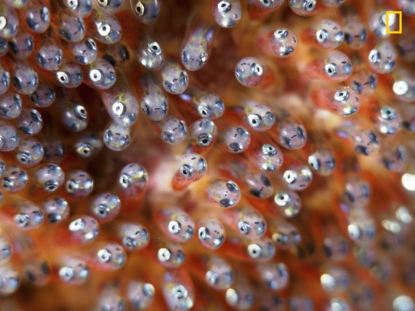 En la lente de la naturaleza: impresionantes imágenes del Concurso de Fotógrafos de Viajes de National Geographic 2018