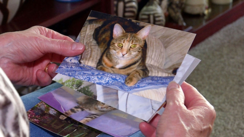 En Londres, buscan a un maníaco que mató a más de 360 animales en 2 años