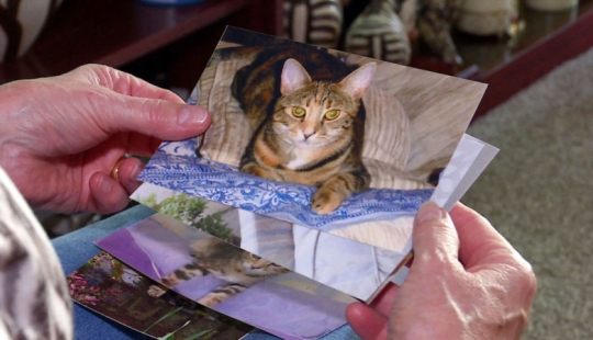 En Londres, buscan a un maníaco que mató a más de 360 animales en 2 años