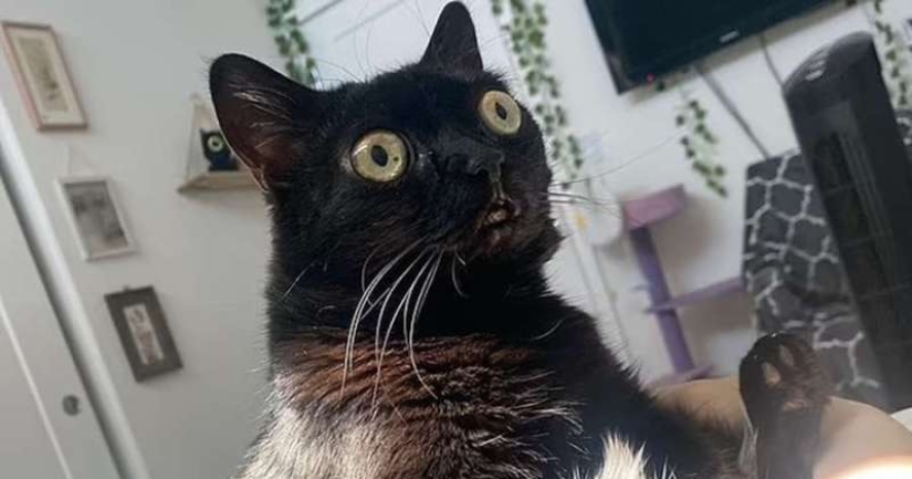En los Estados Unidos, un gato negro fue elegido alcalde del Infierno