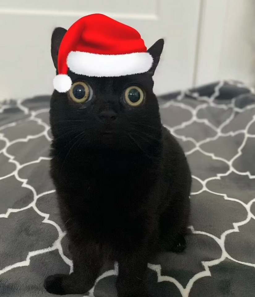 En los Estados Unidos, un gato negro fue elegido alcalde del Infierno