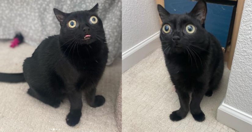 En los Estados Unidos, un gato negro fue elegido alcalde del Infierno